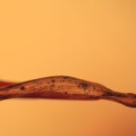 アガスティアの葉の評判は？「指紋だけで当たる」驚異の仕組みと、5000年前の智慧が教える人生の真実