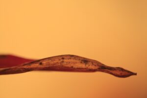 アガスティアの葉の評判は？「指紋だけで当たる」驚異の仕組みと、5000年前の智慧が教える人生の真実